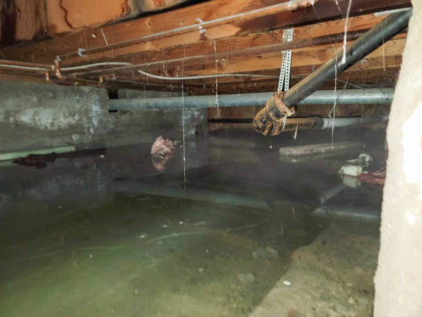 Best Flood restoration services  in Brighton, TN