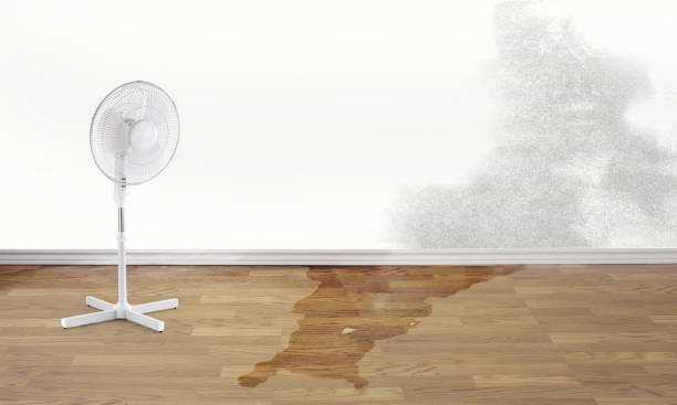 Best Ceiling water damage repair  in Brighton, TN